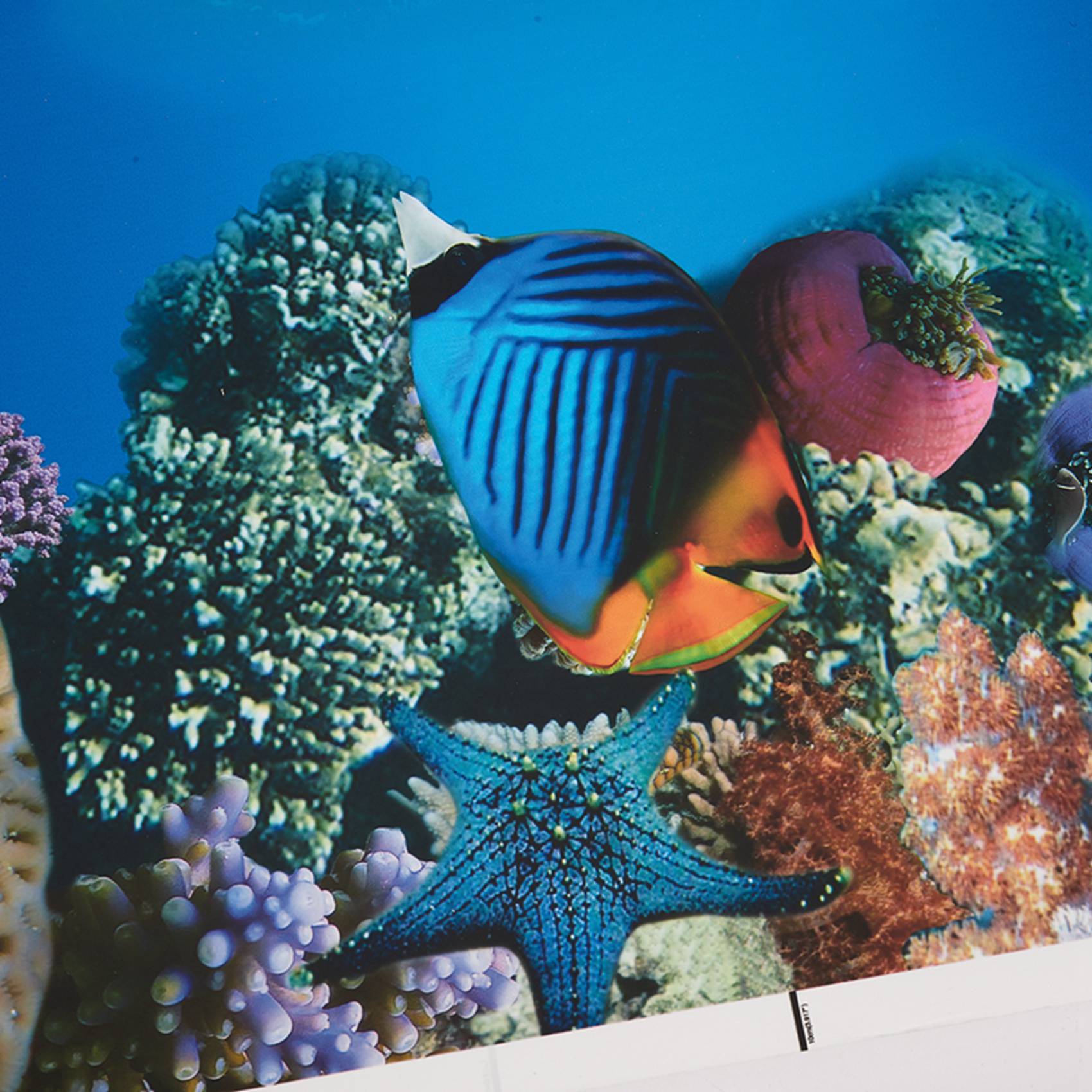 Aquarium Fish Wallpaper Hd - A77I Aquarium Background Paper HD Picture