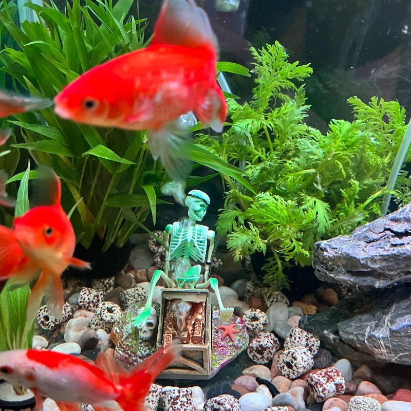 Fish Tank Aerobic Landscape Bu - Aquarium Fish Cichlid review and price