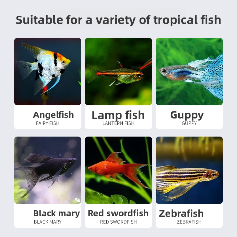 CZ  new dragon fish tank large - Aquarium Fish Dragon review and price