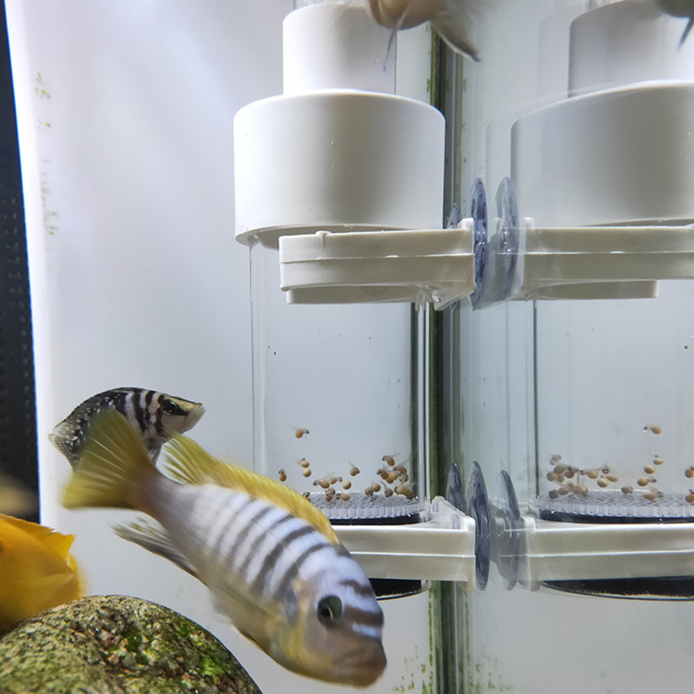 40mm Aquarium Cichlids Hatcher - Aquarium Fish Cichlid review and price