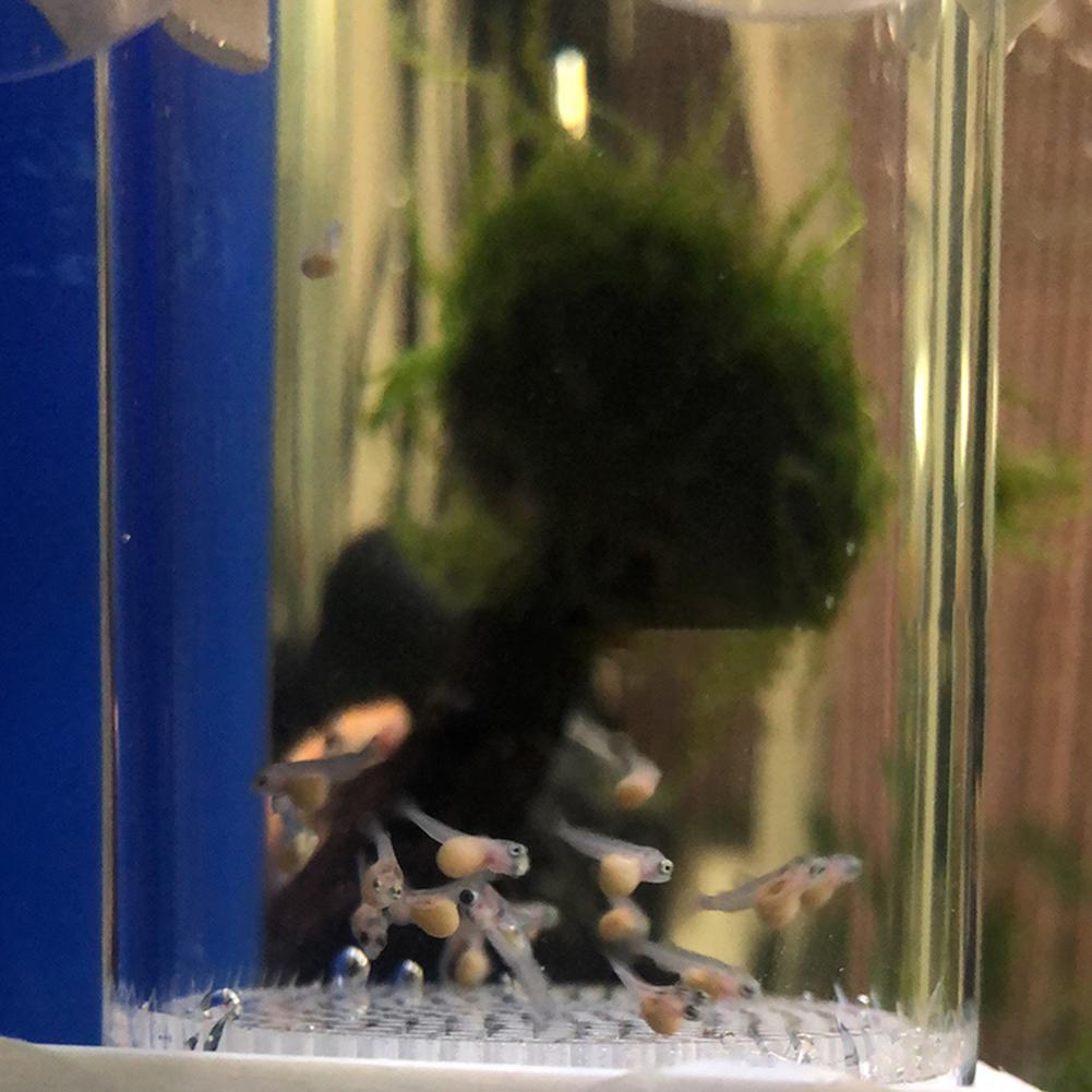 40mm Aquarium Cichlids Hatcher - Aquarium Fish Cichlid review and price