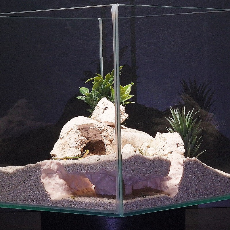 3DPrinted Fish Tank Tunnel She - Aquarium Fish Hide review and price