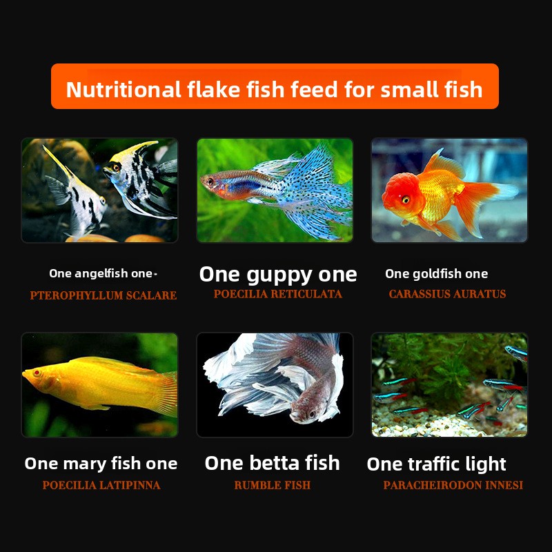 DaJiaWa Spirulina Flake Fish F - Tetra Food Tropical Flakes review and price