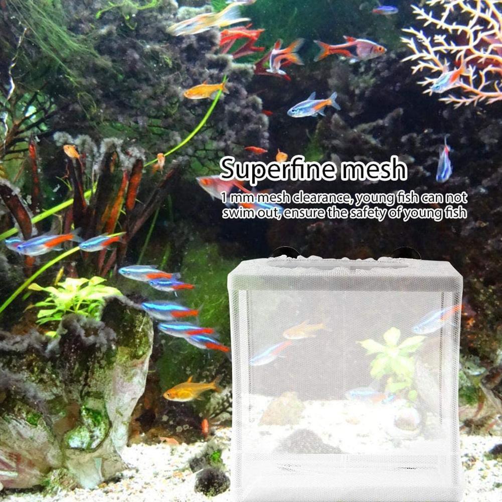 Hatchery Isolation Box for Aqu - Aquarium Fish Jar review and price