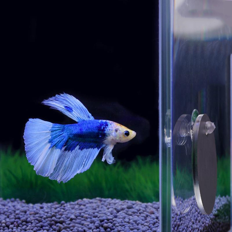 Aquarium Betta Mirror Fish Tan - Aquarium Fish Cichlid review and price