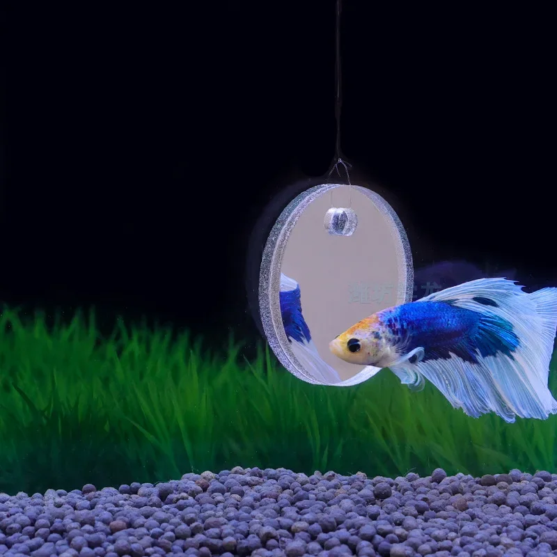 Aquarium Betta Mirror Fish Tan - Aquarium Fish Cichlid review and price