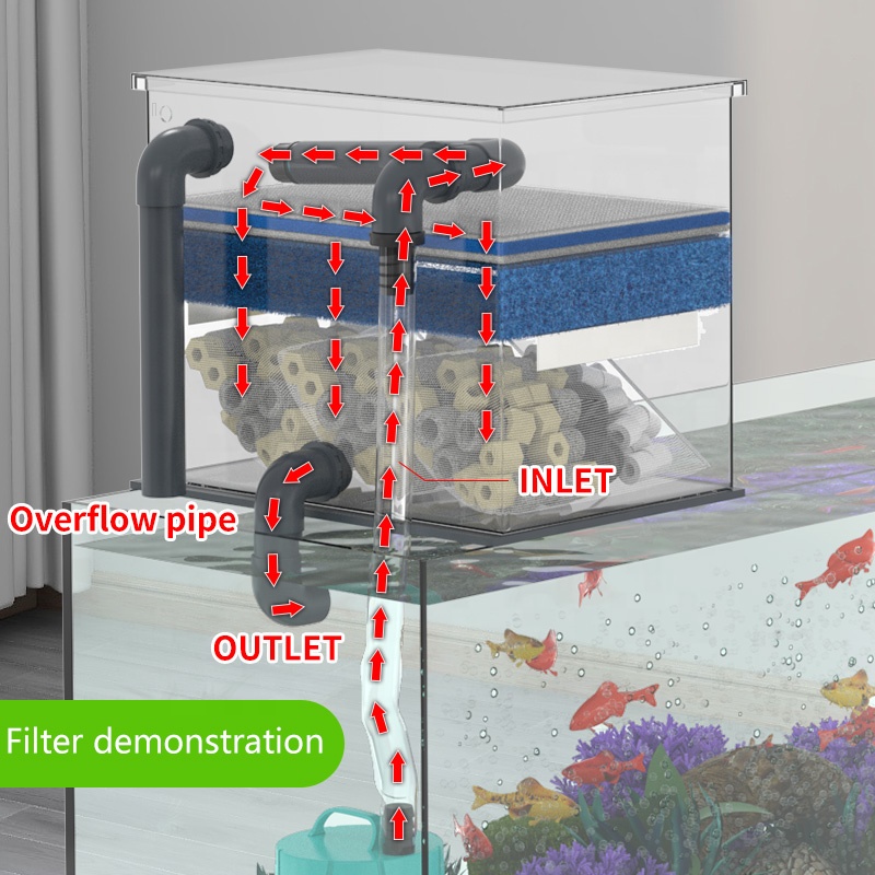 Factory Direct Sales Aquarium  - Aquarium Fish For Sale review and price