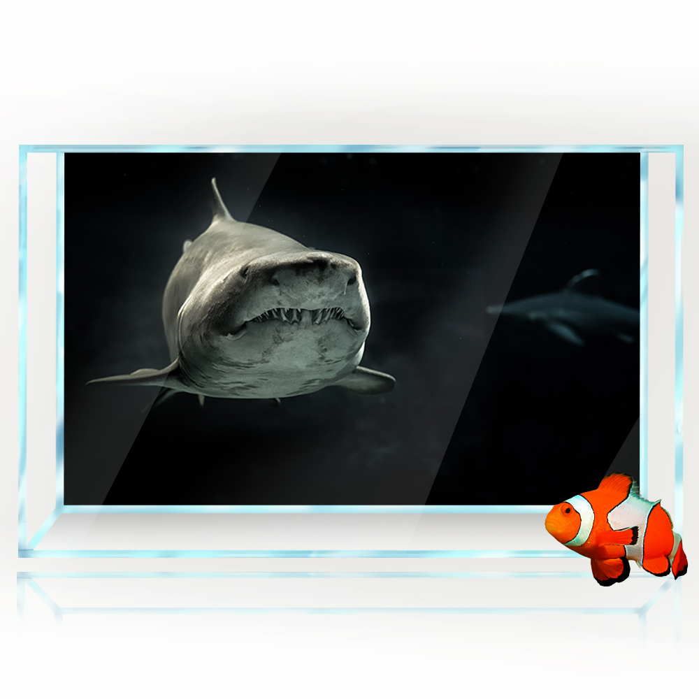 Aquarium Background 3D Shark B - Aquarium Fish Wallpaper Hd review and price